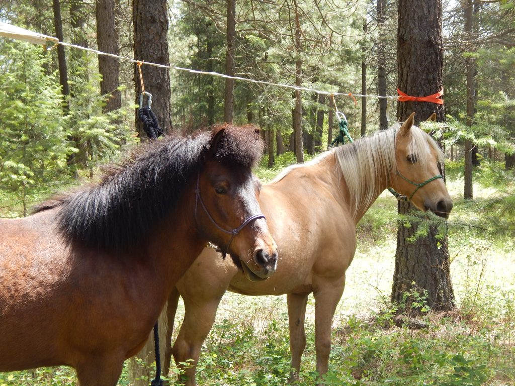 Saddle Up for Adventure: Your Guide to Michigan's Luzerne Horse Trail Campground and Trailhead