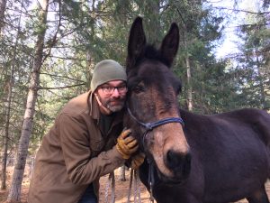 What to look for in a Trail Horse 