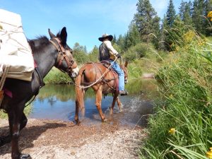 training a new mule