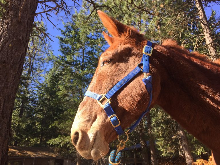 Halters for Horses and Mules TrailMeister