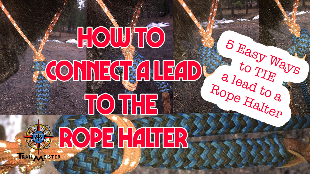 How To Attach Leads To A Rope Halter TrailMeister