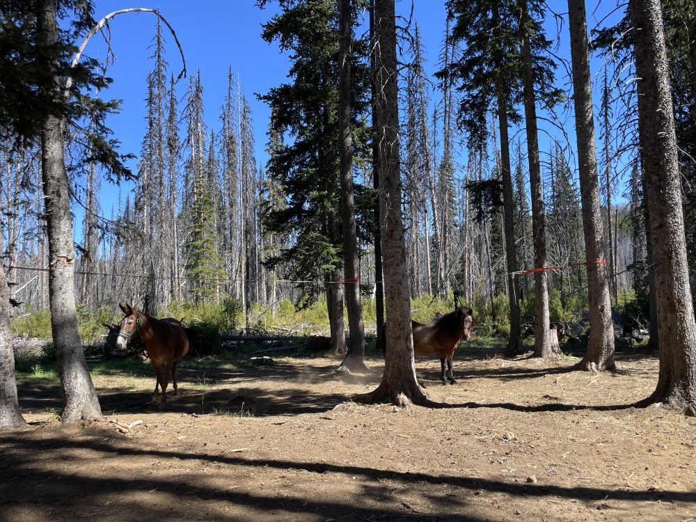 Haney Meadow  / Ken Wilcox Horse Camp