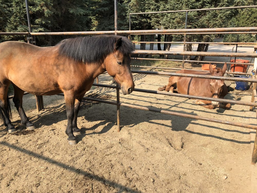 Quinn Meadow Horse Camp