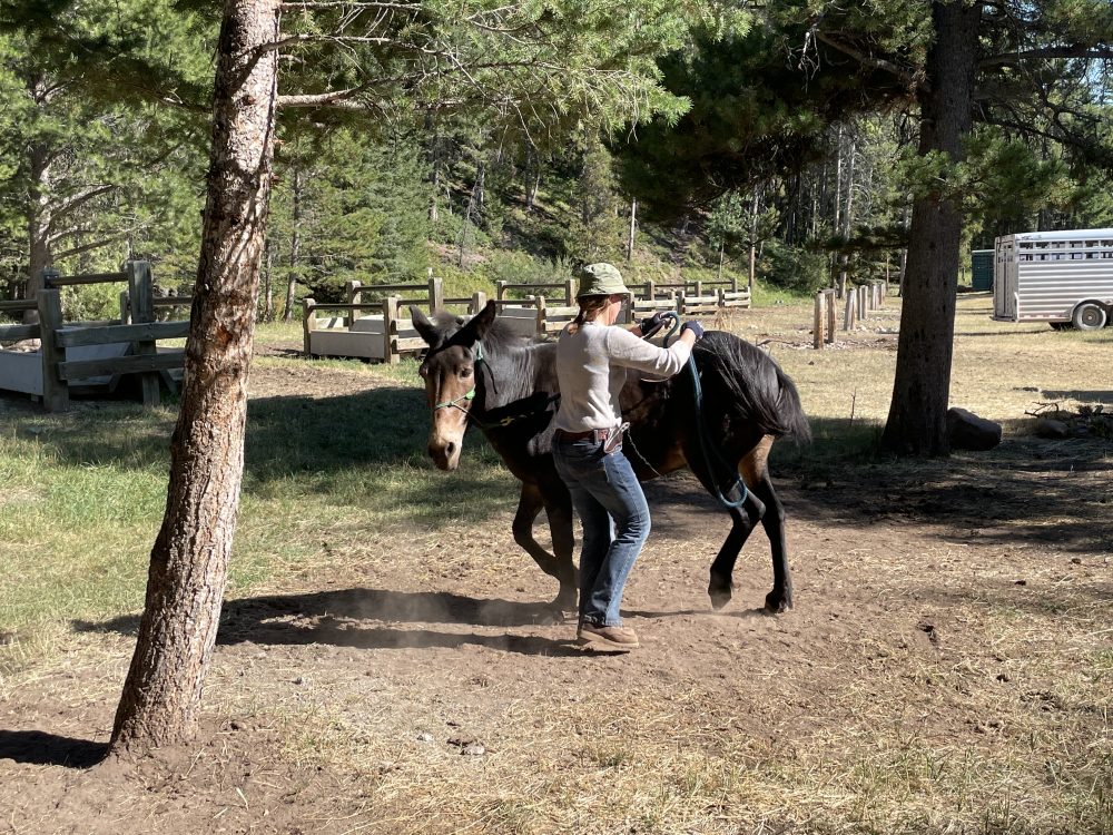 horse training can be anywhere. Even at the trailhead