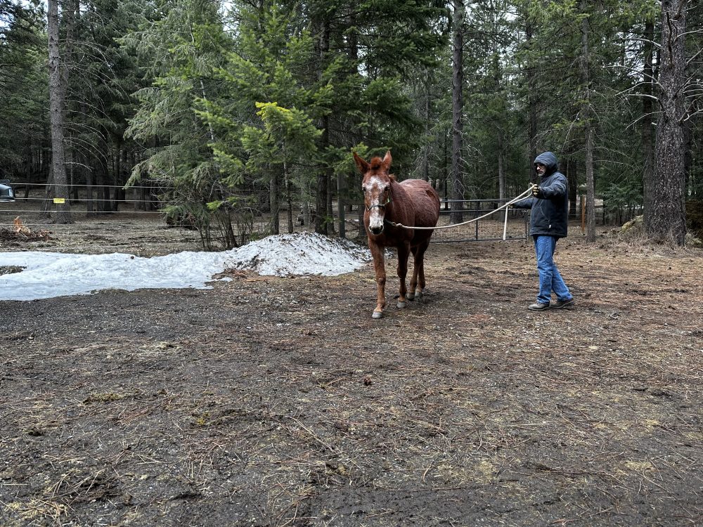 kindness is key in horse and mule training